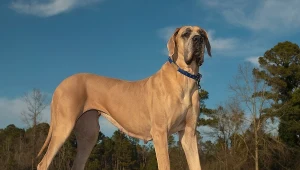 Największe psy na świecie. Niektóre mają ponad 2 metry!