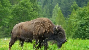 Rosja chce odtworzyć ekosystem mamutów. Sprowadziła bizony do Arktyki