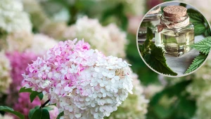 Hortensje bukietowe uwielbiają ten nawóz. Kwitną po nim jak nigdy