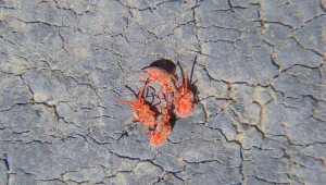 Czy aksamitki są groźne?