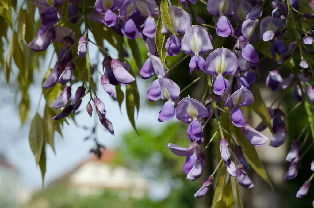 Jak przycinać wisterię, żeby bujnie kwitła? Jak przycinać wisterię, żeby bujnie kwitła?