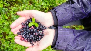 ​Lubisz jagody prosto z lasu? Uważaj, mogą być niebezpieczne dla zdrowia
