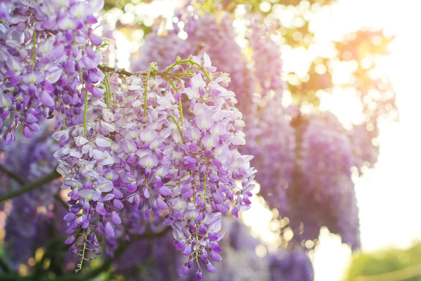 Glicynia to niezwykle ozdobne drzewko, które można spotkać w wielu przydomowych ogrodach