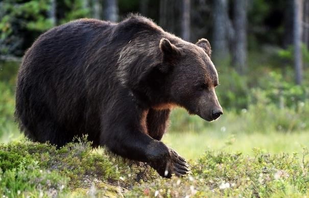 Polskę zamieszkują niedźwiedzie brunatne, czyli Ursus arctos