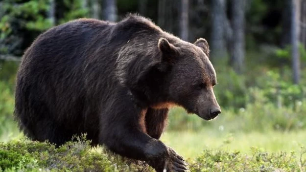 [QUIZ] Niedźwiedź brunatny: Sprawdź, ile o nim wiesz