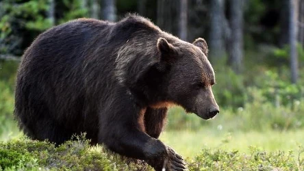 Polskę zamieszkują niedźwiedzie brunatne, czyli Ursus arctos