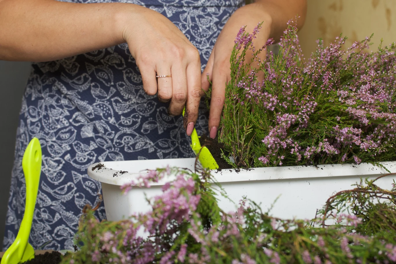 Kiedy sadzić wrzosy? Kiedy sadzić wrzosy?