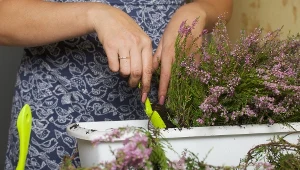 Nadchodzi czas na wrzosy. W tym terminie najlepiej je sadzić 