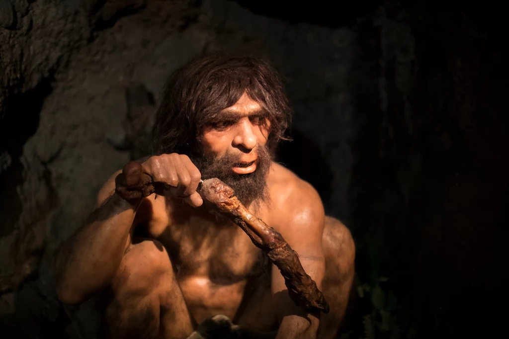 Jak wyglądał proces przyrządzania jedzenia u neandertalczyków?