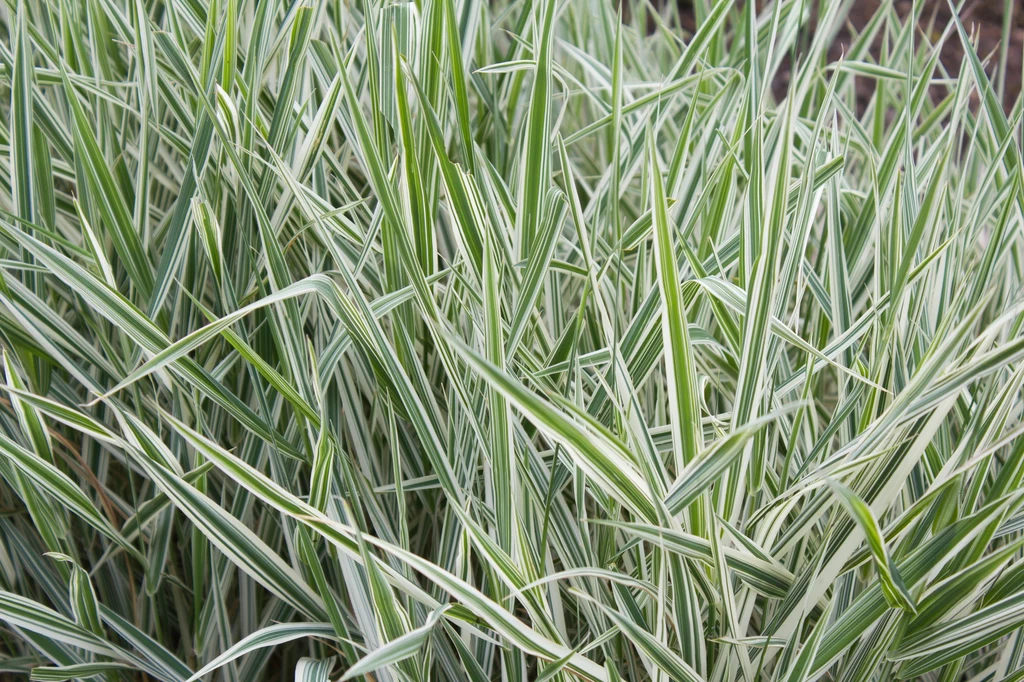 Widoczna na zdjęciu mozga trzcinowata odmiany Luteopicta jest zaliczana do niskich traw ozdobnych. Jej cechą charakterystyczną są biało-zielone liście.