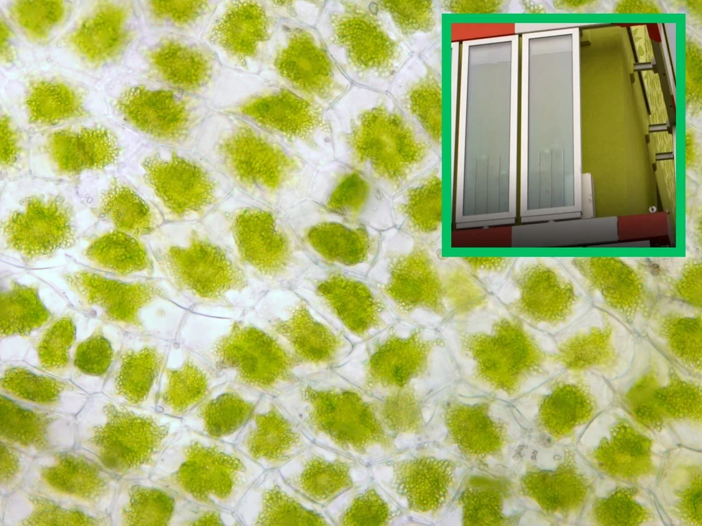 Dom glonów – fotosynteza architektonicznej fantazji