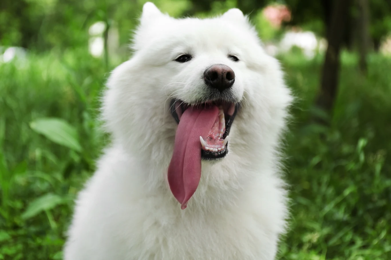 Samoyed bywa również nazywany "uśmiechniętym psem" z uwagi na charakterystyczną mimikę Samoyed bywa również nazywany "uśmiechniętym psem" z uwagi na charakterystyczną mimikę