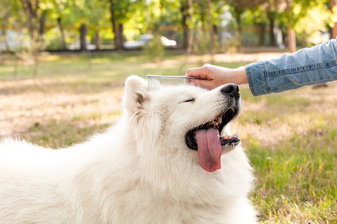 Samoyed wymaga regularnego wyczesywania sierści. Zwłaszcza podczas linienia Samoyed wymaga regularnego wyczesywania sierści. Zwłaszcza podczas linienia