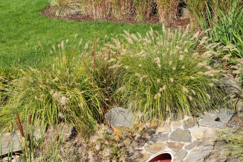 Ropzlenica japońska to jeden z gatunków traw ozdobnych, które swym pokrojem przypominają fontannę.