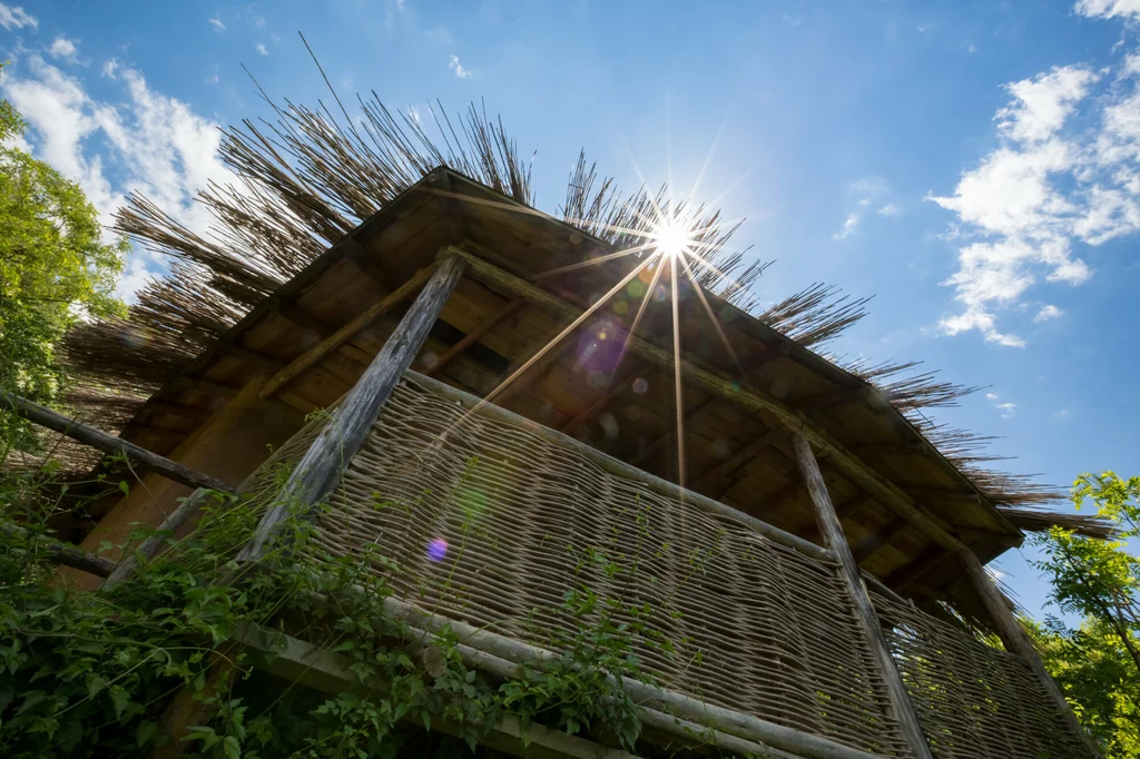 UE wymienia bambus jako ekologiczny surowiec do budowy 