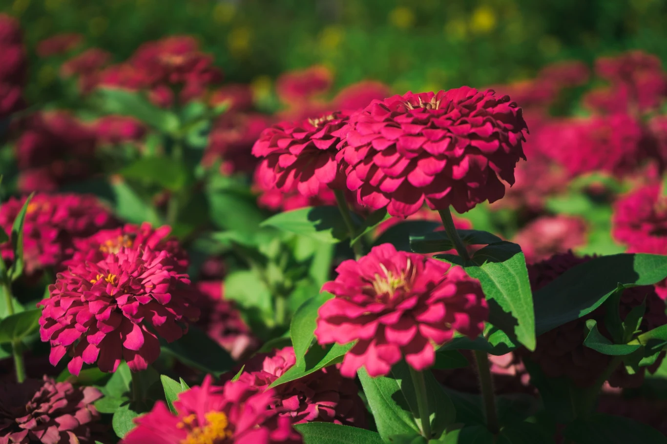 Kiedy i jak zbierać nasiona z cynii?