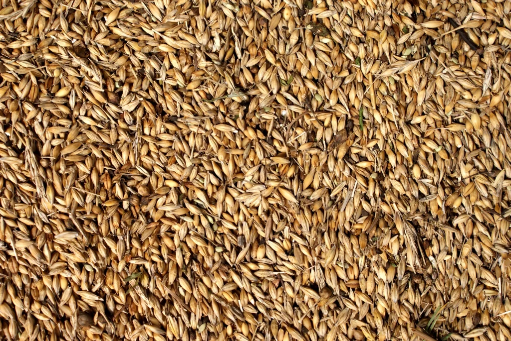 Orkisz jest zdrowszą wersją pszenicy.