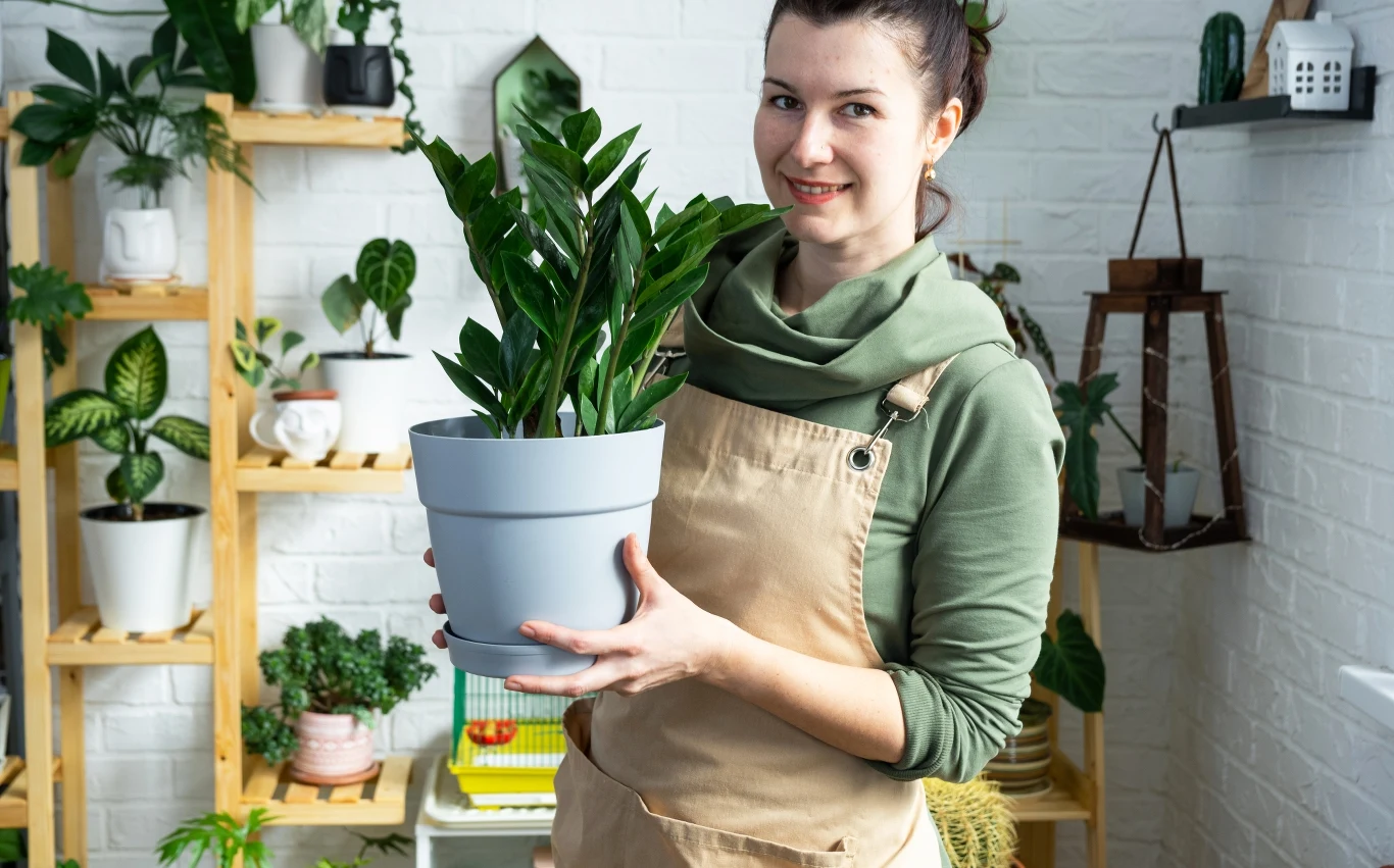 Kiedy przesadzać zamiokulkasa? Najlepiej robić to wczesną wiosną lub przy końcu lata. 