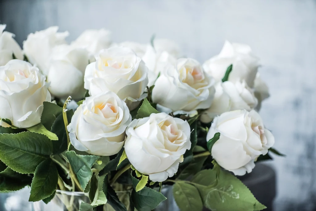 Białe róże najczęściej kojarzy się z niewinnością i oddaniem.