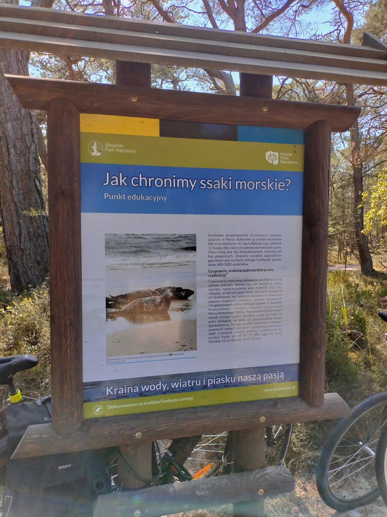 Słowiński Park Narodowy to także edukacja. Pracownicy tego miejsca stawiają na naukę o otaczającej nas naturze i na ochronę zwierząt oraz roślin występujących na terenie Parku. 