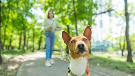 Ile razy dziennie wychodzić z psem? Większość właścicieli czworonogów robi to zbyt rzadko 