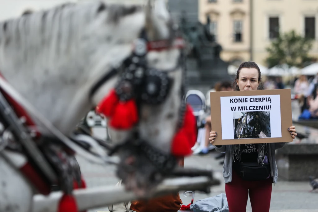 Protest grupy sprzeciwiającej się wykorzystywaniu koni do pracy na rynku