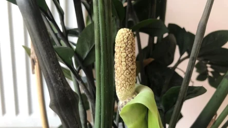 Kwitnący zamiokulkas