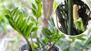 Mało kto wie, że zamiokulkas kwitnie. Chcesz to zobaczyć? Musisz zapewnić mu takie warunki 