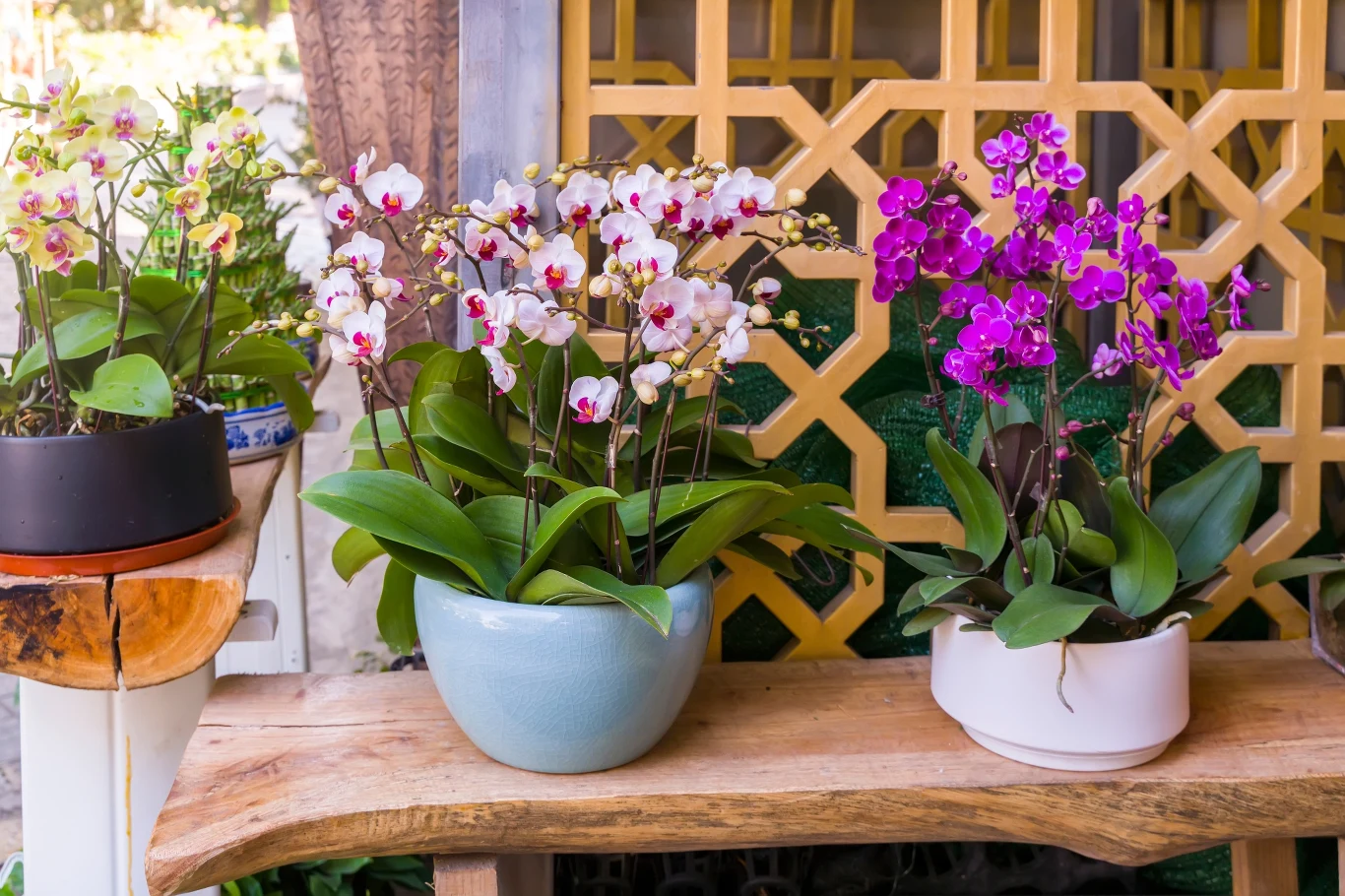 Odpowiednie nawożenie sprawia, że storczyki kwitną bardziej obficie