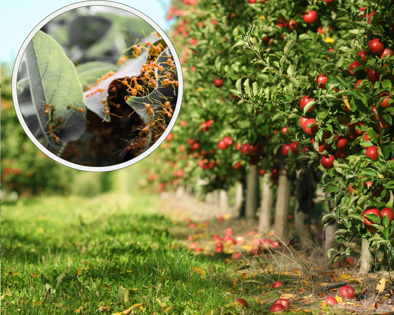 Jak pozbyć się mrówek atakujących drzewka owocowe?