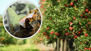 Wymieszaj z wodą i spryskaj drzewka owocowe. Mrówki wyniosą się raz na zawsze