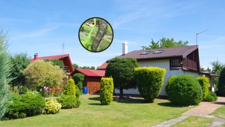 ​Pojawiają się na trawniku i straszą działkowiczów. Czym są "nietypowe węże"?