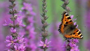 Posadź w ogrodzie zamiast wrzosów. Dłużej kwitnie i przyciąga motyle jak magnes