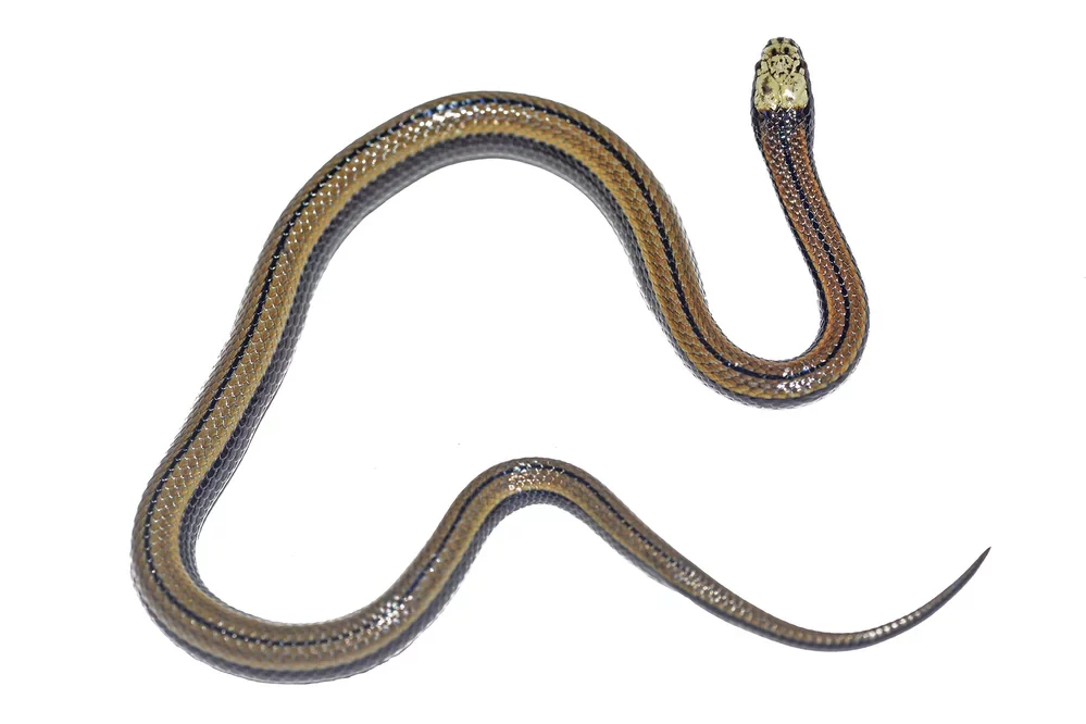 Wąż Paikwaophis kruki został nazwany na cześć prof. Andrzeja Kruka z UŁ. Jedyny znaleziony dotąd osobnik mierzył 18 cm