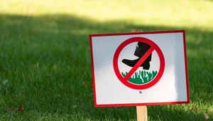 Zakaz deptania trawników. Nie lekceważ go, bo kary mogą być wysokie