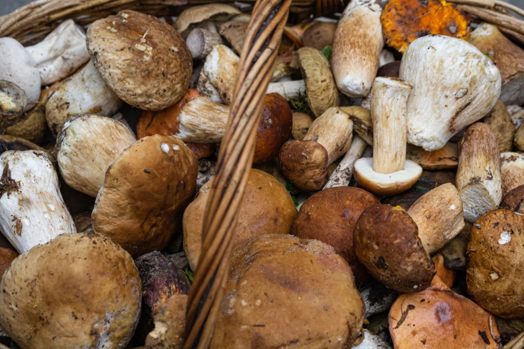 Do najczęściej zbieranych grzybów należą m.in. borowiki, podgrzybki, maślaki, kurki oraz kanie