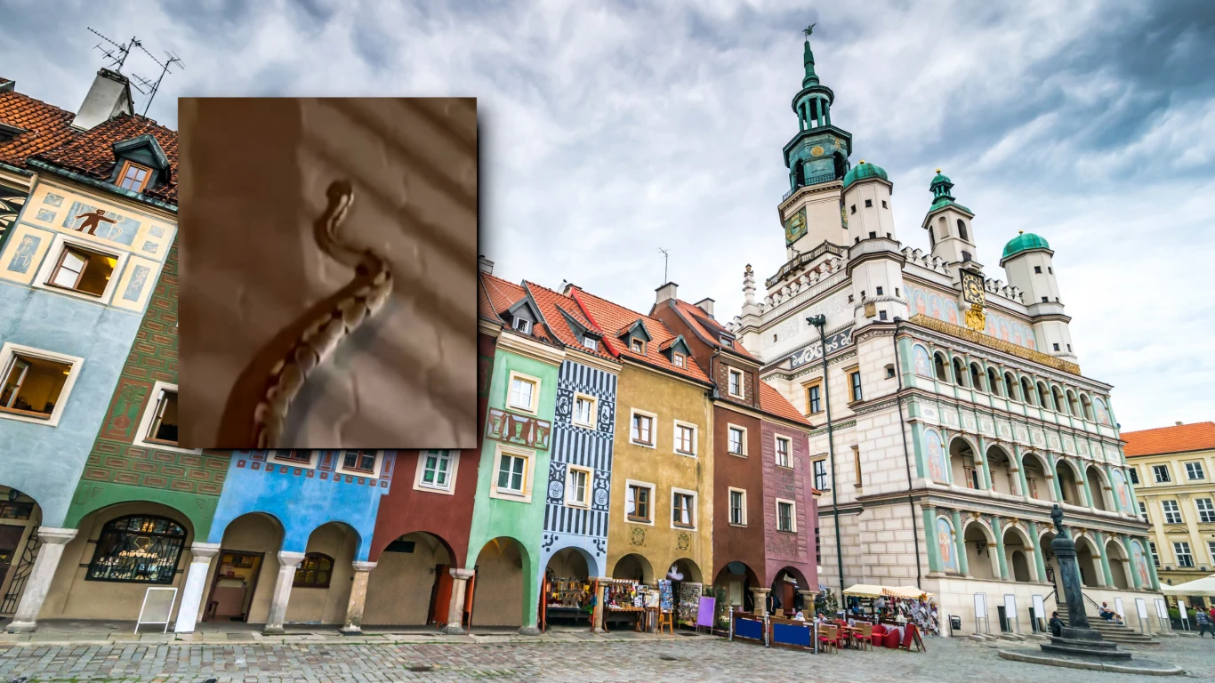 Niedawno w Poznaniu w nocy zaobserwowano węża pełzającego po chodniku. Okazało się, że to nie zwykły zaskroniec, a sporych rozmiarów pyton Niedawno w Poznaniu w nocy zaobserwowano węża pełzającego po chodniku. Okazało się, że to nie zwykły zaskroniec, a sporych rozmiarów pyton