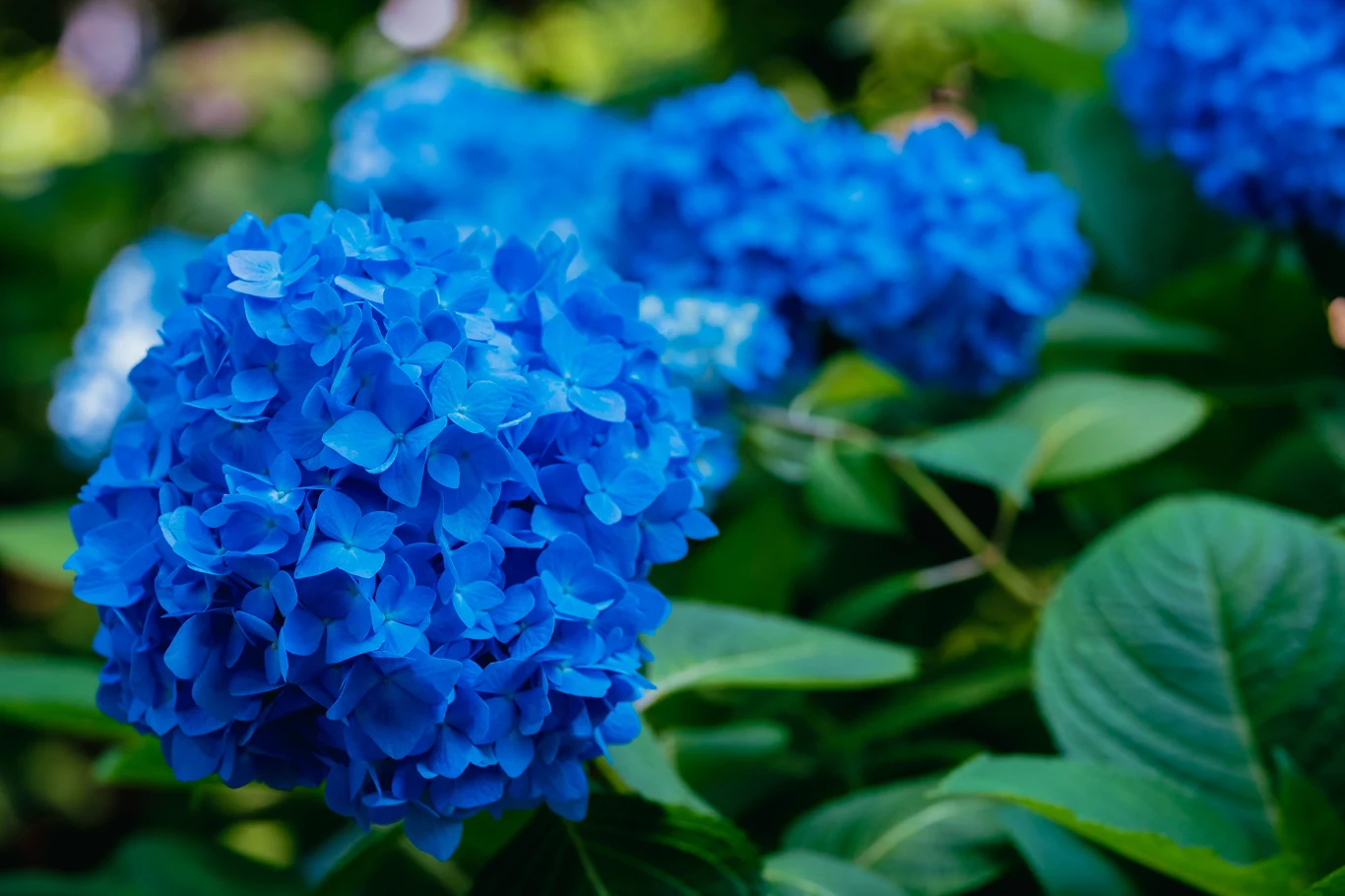 Odczyn pH gleby ma wpływ na intensywność barwy hortensji. Co zrobić, by były mocno niebieskie? Odczyn pH gleby ma wpływ na intensywność barwy hortensji. Co zrobić, by były mocno niebieskie?