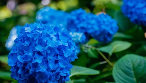 Chcesz, by hortensje miały intensywnie niebieską barwę? Posyp je tym