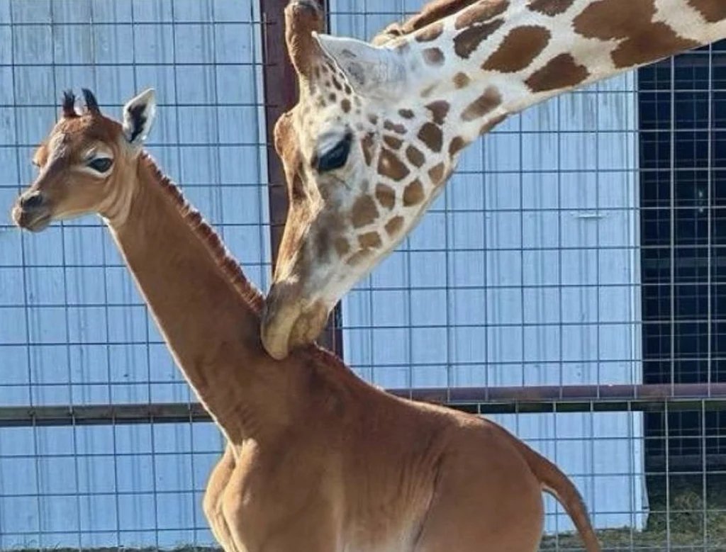 USA: W zoo urodziła się wyjątkowa żyrafa USA: W zoo urodziła się wyjątkowa żyrafa