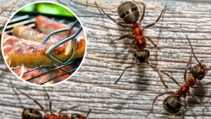 Ustaw to pod stołem, a mrówki już nigdy nie dobiorą się do jedzenia