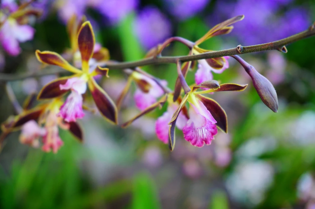 Tajlandzka orchidea