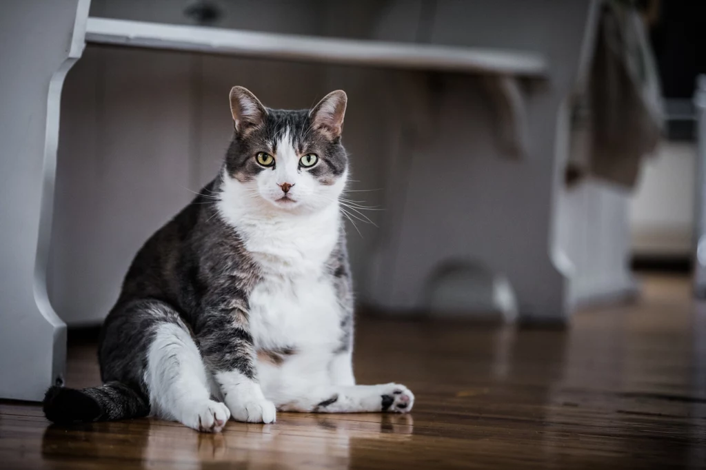 Nadwaga i otyłość mogą skracać życie kota