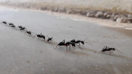 Mrówki w ogrodzie - jak się ich pozbyć?