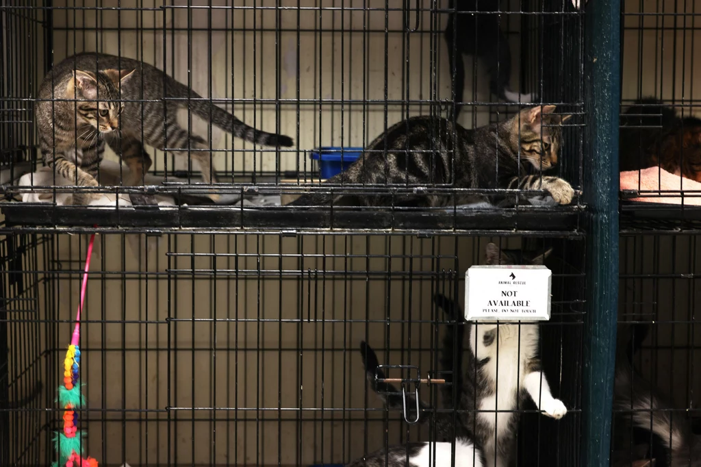 Koty oczekują na dom w schronisku w Nowym Jorku