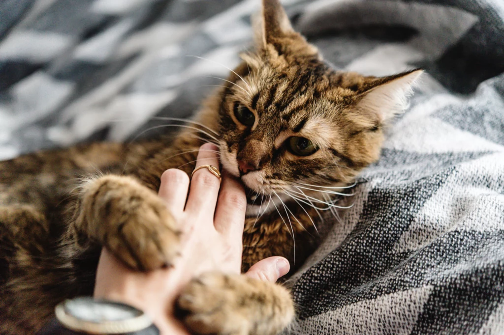 Wbrew pozorom gryzienie kota nie jest oznaką złośliwości i agresji
