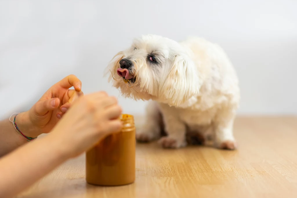 Psy uwielbiają jeść masło orzechowe. O ile im nie szkodzi, jest dla nich bezpieczne