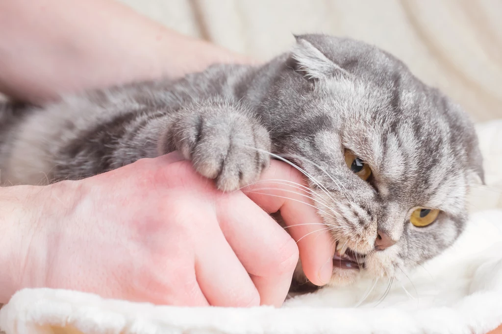 Delikatne skubanie podczas głaskania jest również sygnałem świadczącym o przywiązaniu kota do opiekuna
