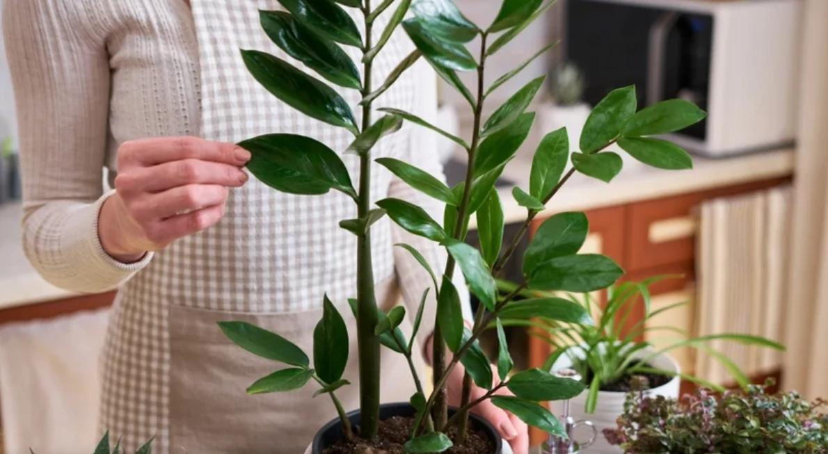 Co zrobić, by zamiokulkas był zdrowy i okazały?