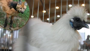 Zwierzęta, o których istnieniu nie wiedziałeś. Te gatunki wciąż zaskakują